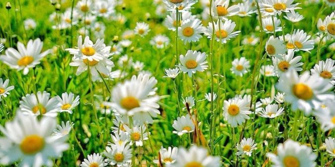 daisies