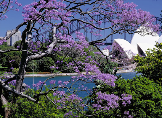 jacaranda.sydney