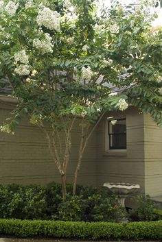 crepe myrtle