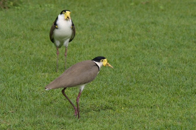 plovers