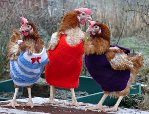 Knitted-Chicken-Sweaters-Free-Pattern-