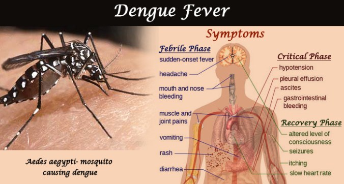 Dengue-Fever-Symptoms-Treatment-Prevention