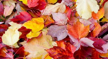 fallen-leaves.jpg.410x225_q70_crop-smart